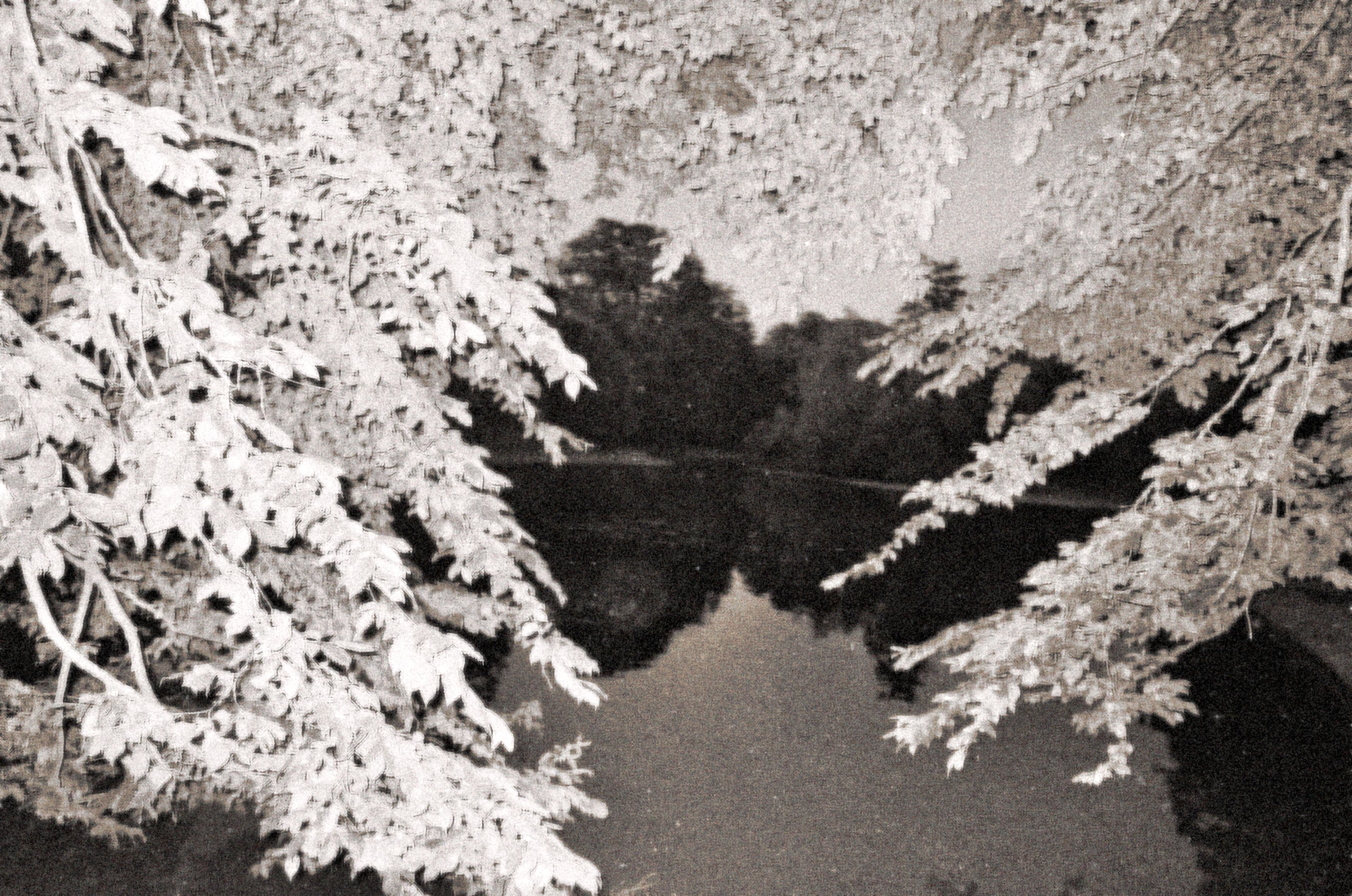 Monochrome field study with open landscape geometry