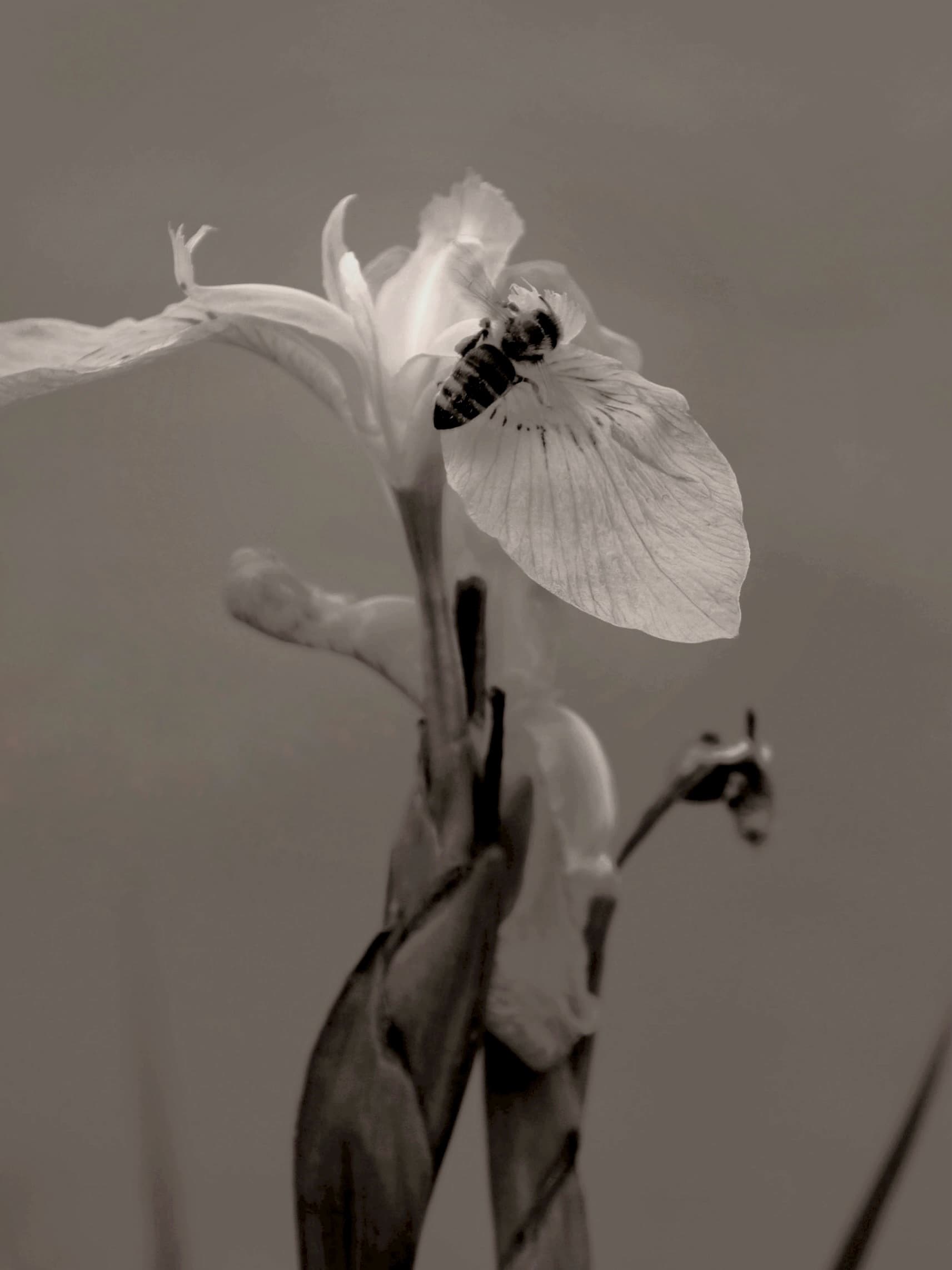 Vertical monochrome photographic study with dense tonal texture
