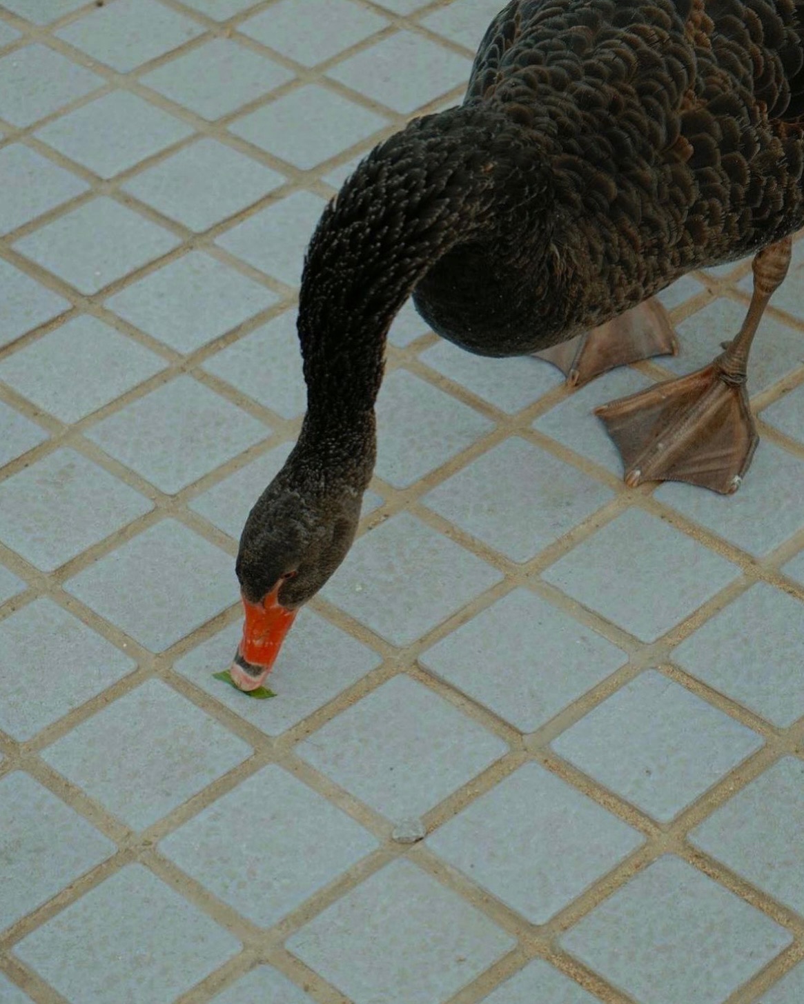 疾风传 archive image 4