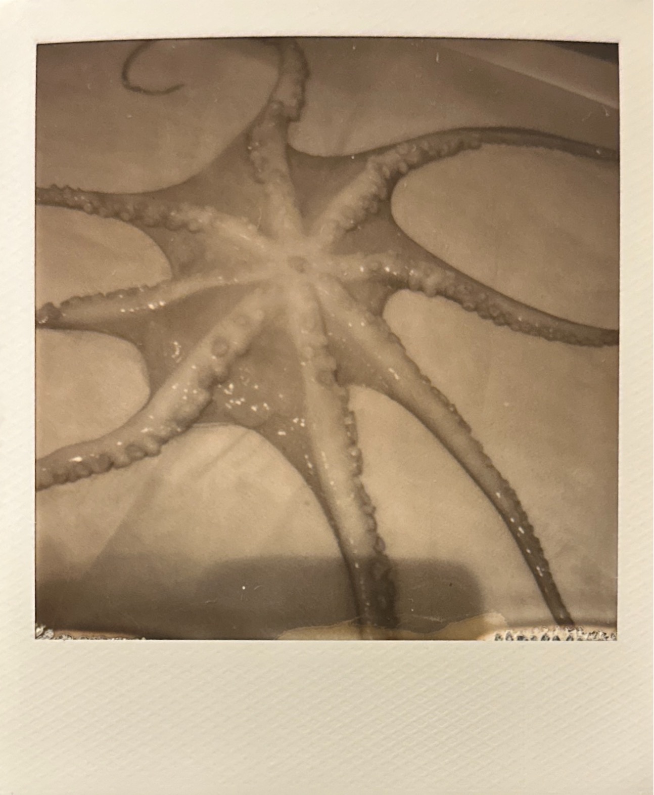 己舒蘇 polaroid archive image 11