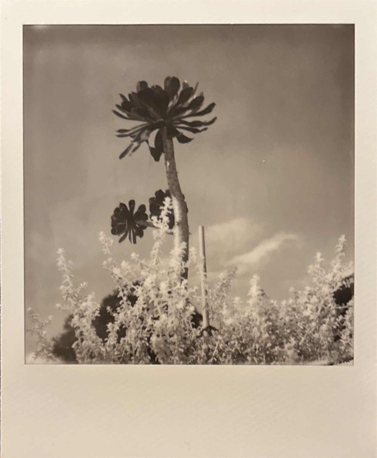 己舒蘇 polaroid archive image 12