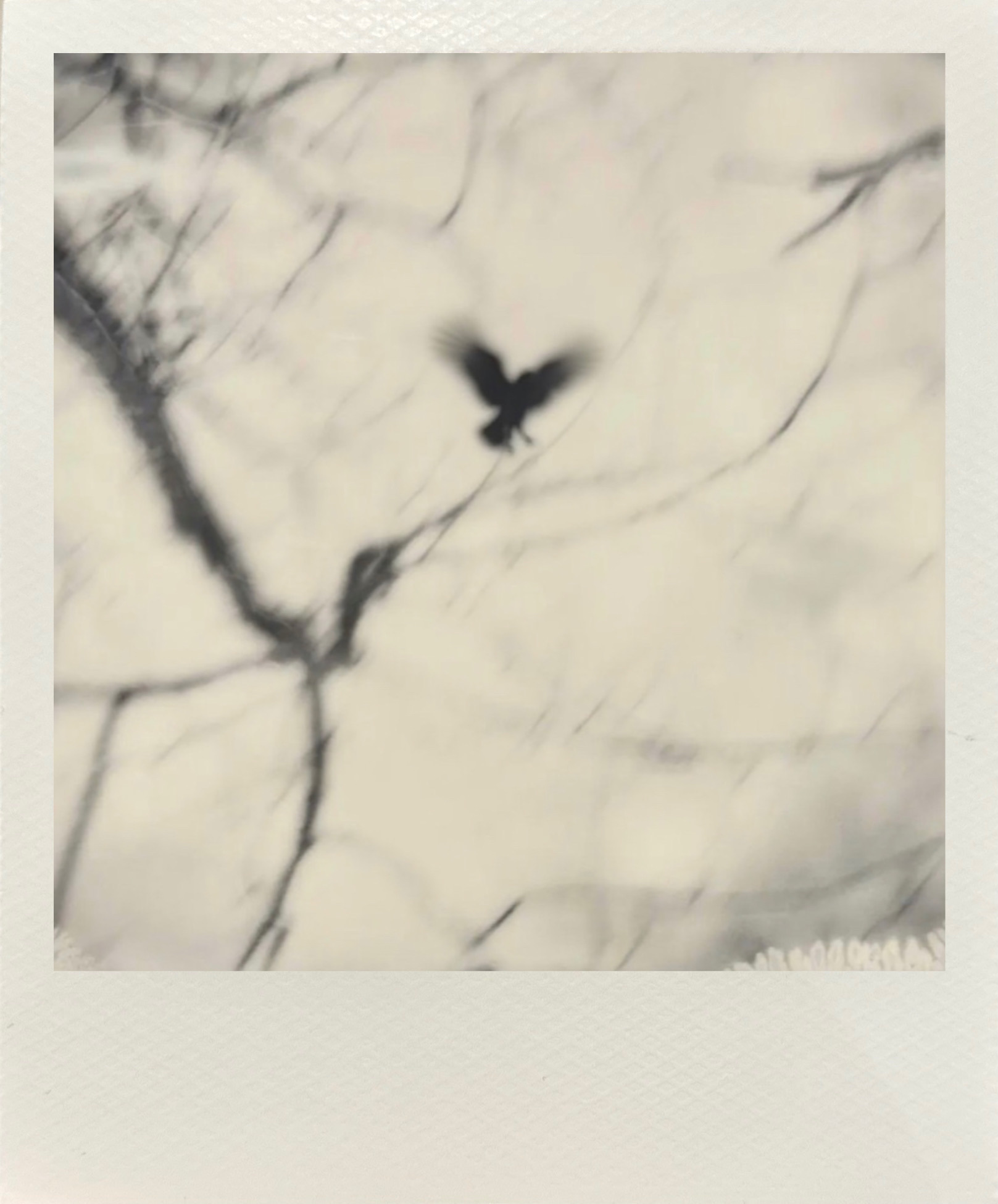 己舒蘇 polaroid archive image 15
