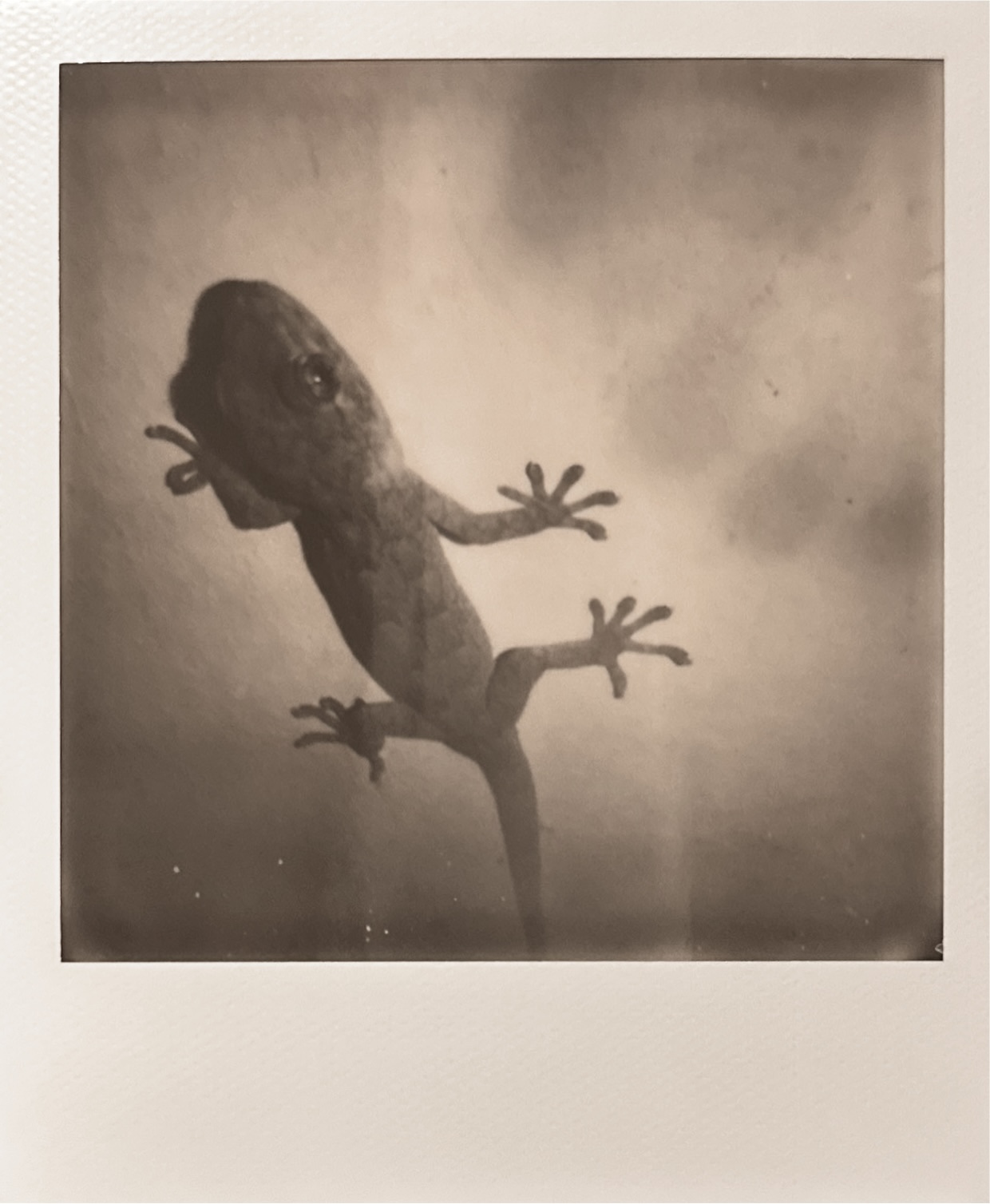 己舒蘇 polaroid archive image 17
