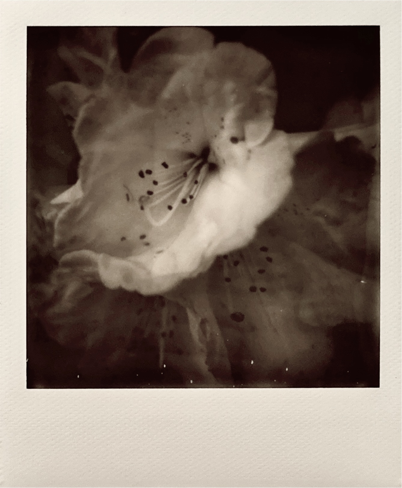 己舒蘇 polaroid archive image 19
