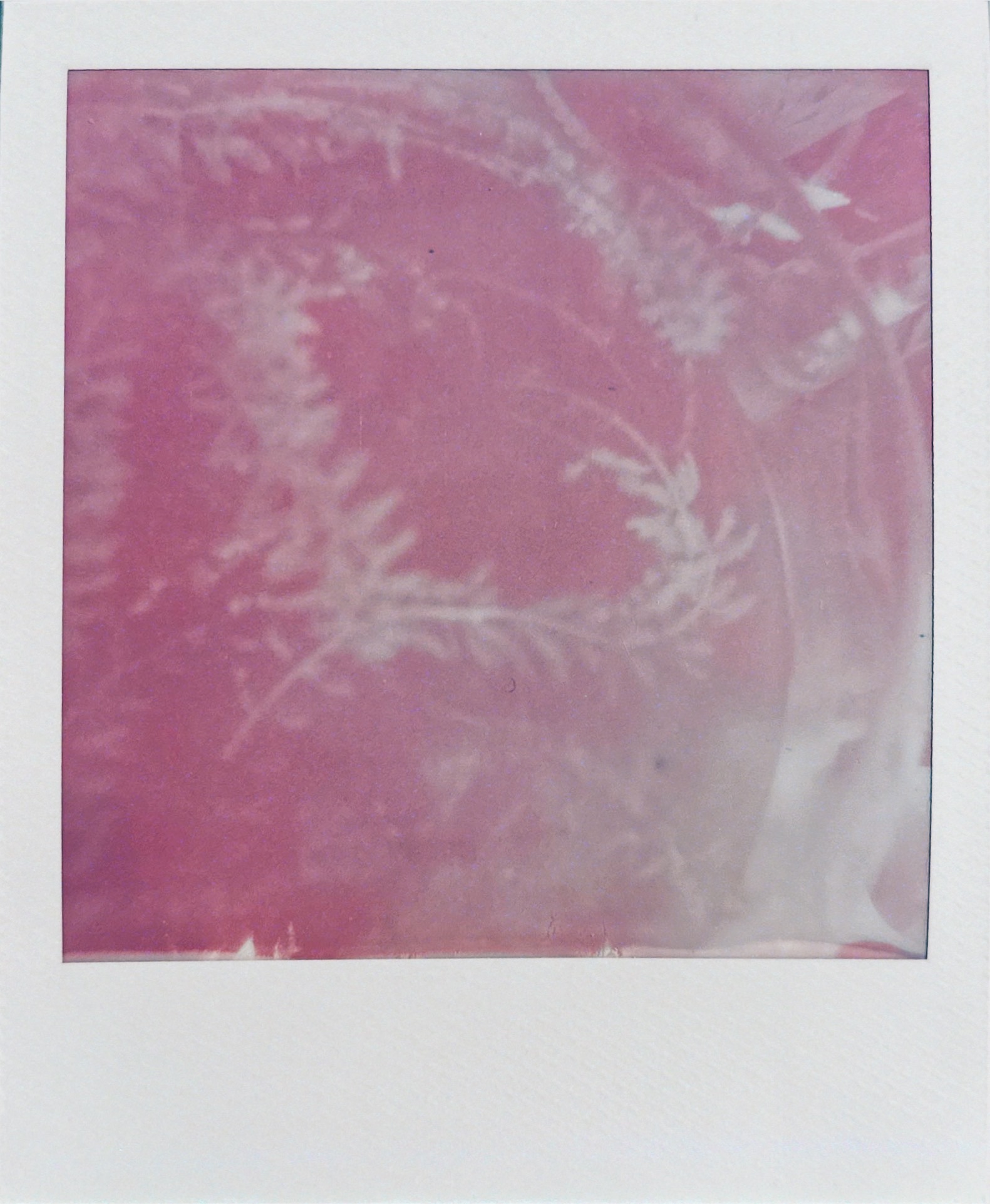 己舒蘇 polaroid archive image 23